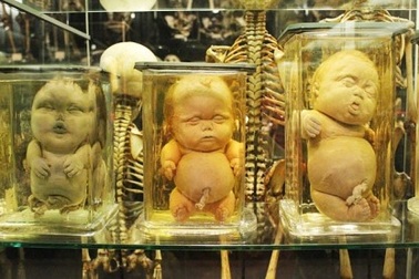 7 viện bảo tàng kỳ quái 